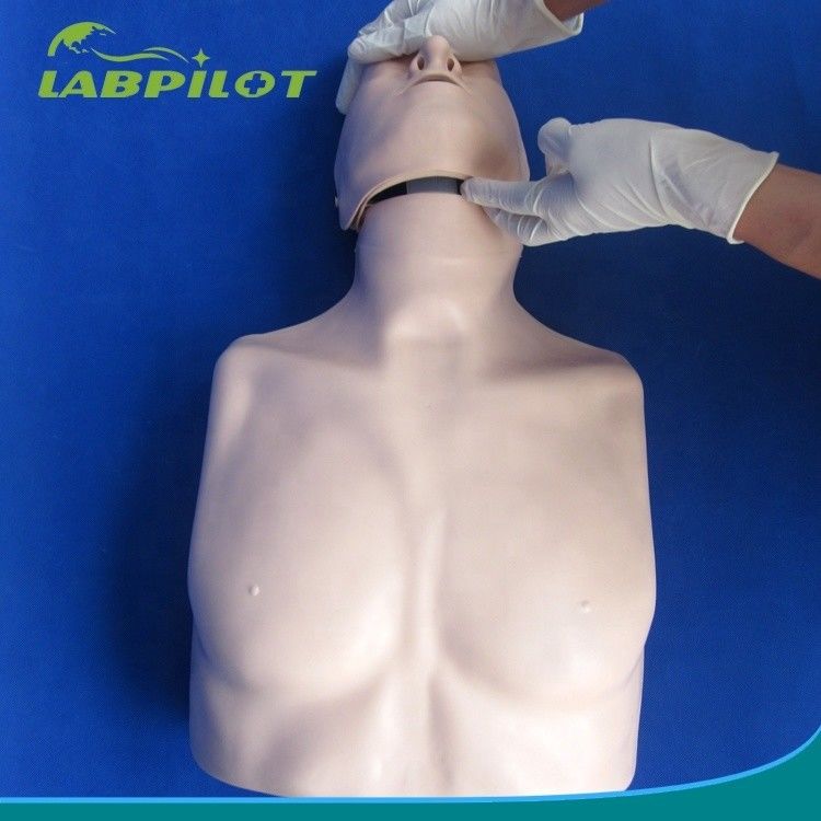 Formación de primeros auxilios de tipo sencillo de resuscitación cardiopulmonar de medio cuerpo maniquí para instalación de capacitación escolar