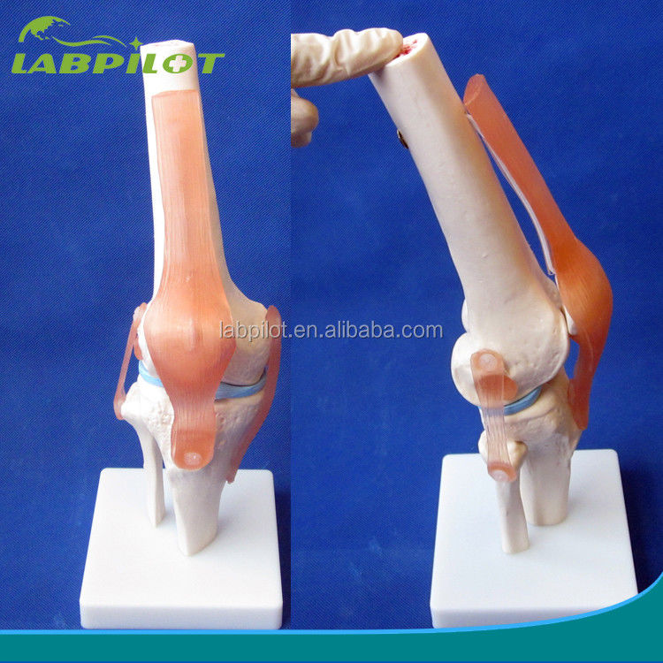 Modelo anatómico de la articulación de la rodilla humana para la educación médica Diseño realista y detallado