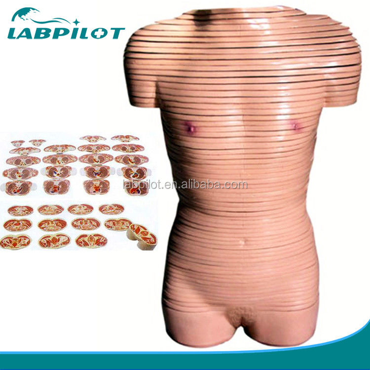Modelo de anatomía de sección transversal del torso femenino de tamaño humano recomendado para escuelas