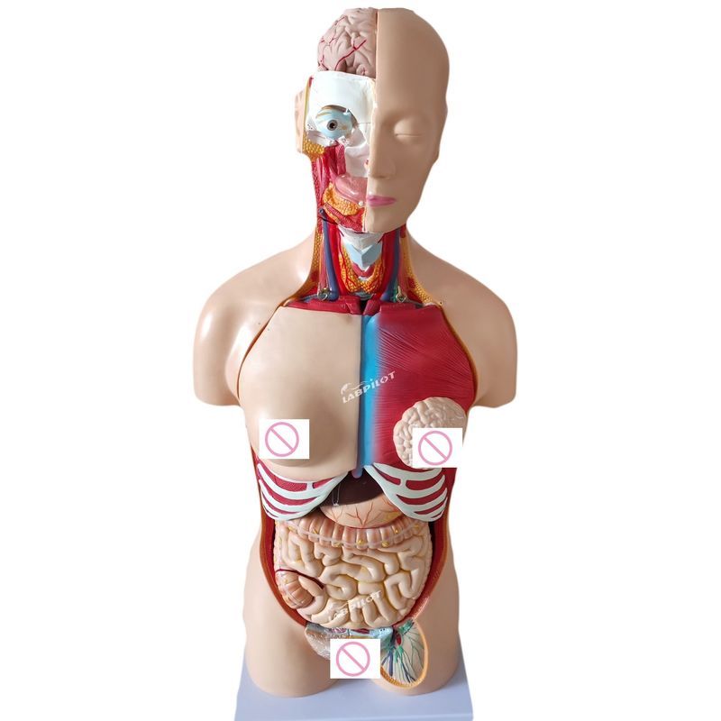85CM Unisexo Torso maniquí Órganos internos Modelo de anatomía Modelos de torso humano Categoría