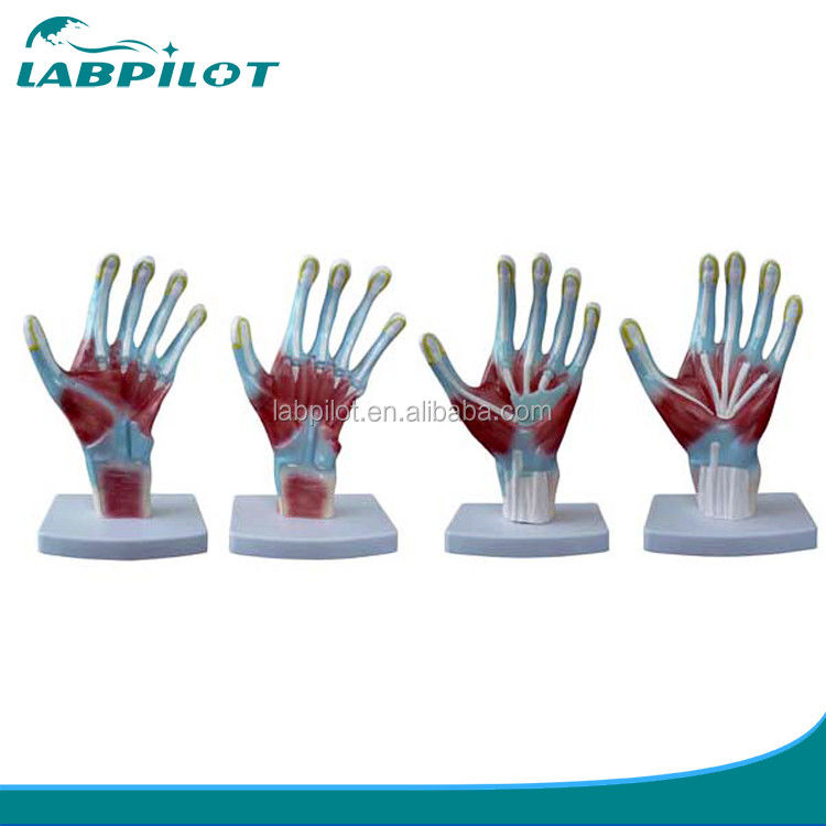 Artículo Modelos de anatomía de la palma de la mano tamaño de la vida humana Modelo de mano para instrumentos de entrenamiento médico