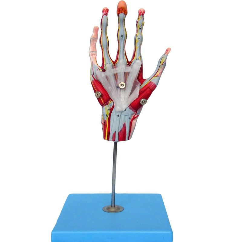 Músculos de las manos Vasos y nervios Modelo anatómico de la mano para mostrar la anatomía de la mano