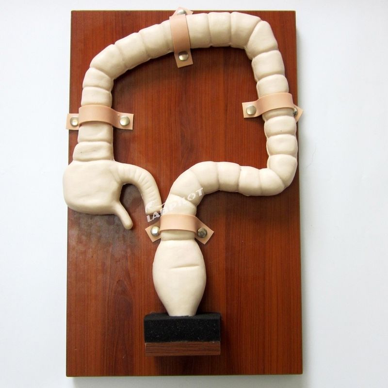 Entrenamiento con sigmoidoscopio humano con Vivid Large Intestine Model y simulador de tamaño natural