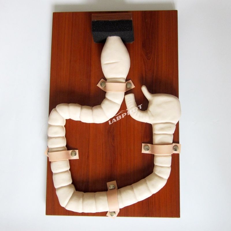 Modelo de anatomía del recto y el colon PVC avanzado Simulador de endoscopia intestinal de tamaño de vida humana