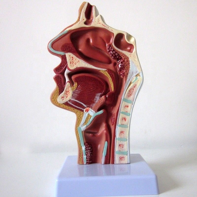 Modelo del sistema respiratorio altamente La cavidad nasal La cavidad oral La patología de la garganta y la faringe