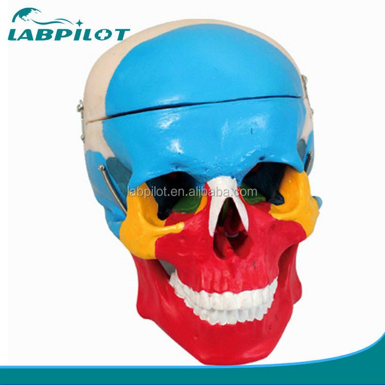 Modelo de esqueleto de tamaño de vida humana Modelo de huesos de cráneo cerebral para ayuda de estudio médico