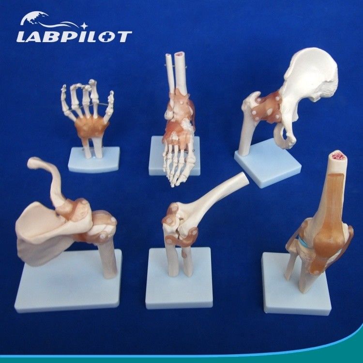 Modelos detallados de huesos articulares humanos para uso educativo hombro codo codo cadera rodilla mano y foo