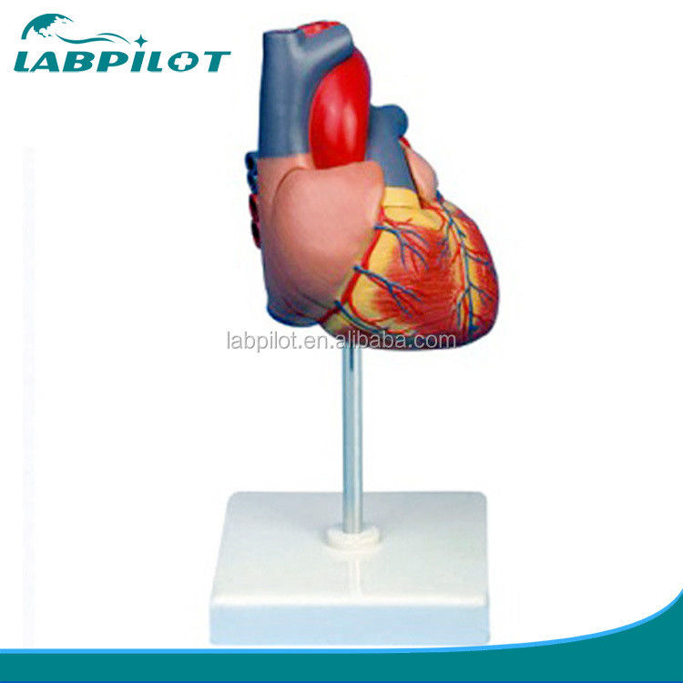 Modelo en 3D del corazón adulto de tamaño humano para la educación en anatomía y fisiología
