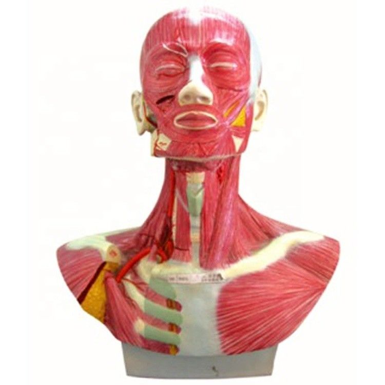 Tamaño de la vida humana Cabeza Cara Cuello Anatomía y modelo de distribución de la arteria carótida externa