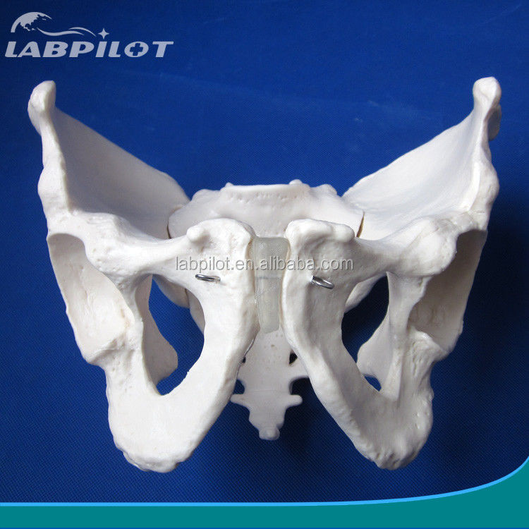 Modelo de pelvis masculino largo y estrecho para hospitales tamaño de vida humana