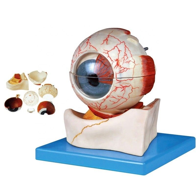 Modelo de globo ocular anatómico de 7 partes de tamaño de vida humana para categorías oftalmológicas