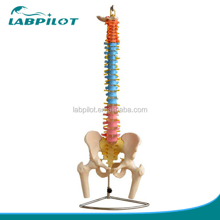 Modelo de columna vertebral de color con pelvis cervical lumbar y vértebras torácicas