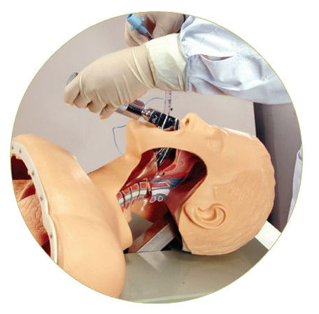 Práctica de intubación de la tráquea Tamaño de vida humana Modelo de entrenamiento de intubación oral y nasal