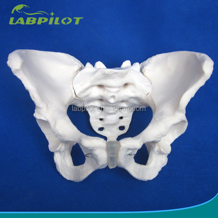 Modelo avanzado de hueso de cadera de PVC vivo para la enseñanza del modelo de pelvis femenino dentro de las clínicas
