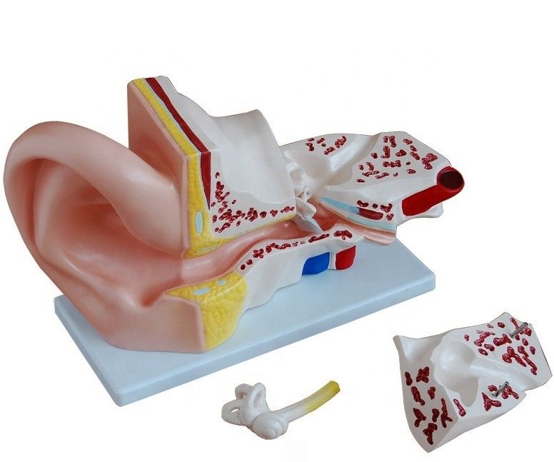 Ciencias médicas Modelo de oreja anatómica gigante de 4 partes para enseñar anatomía del oído interno