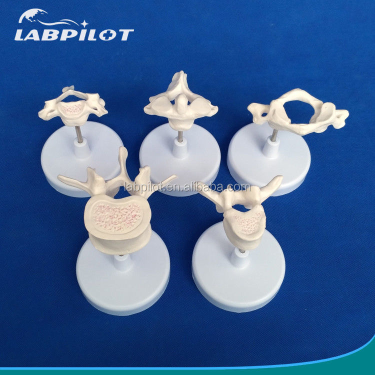 Modelos de vértebras vivas para la ciencia médica Atlas eje cervical Torácico y lumbar