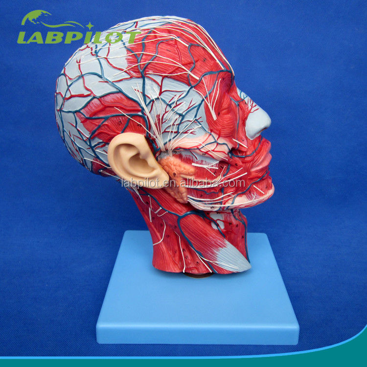 Estructuras anatómicas detalladas en el modelo de media cabeza para la cabeza y el cuello humanos