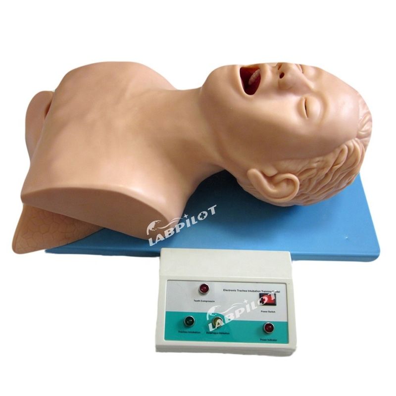 Entrenamiento de intubación endotraqueal maniquí modelo de tamaño de vida humana para el airbag de reanimación