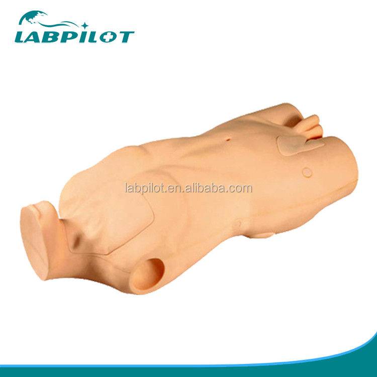 Modelo avanzado del torso de PVC para el desarrollo de habilidades de inyección y punción venosa central
