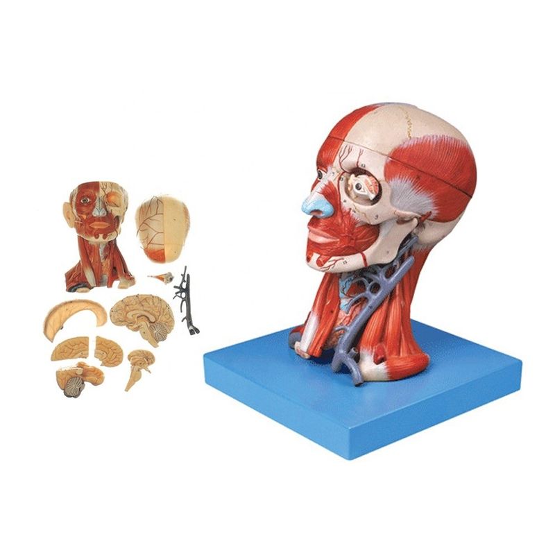 Demostración de anatomía educativa Modelo de cabeza humana con músculos Nervios Cerebro Tamaño de vida
