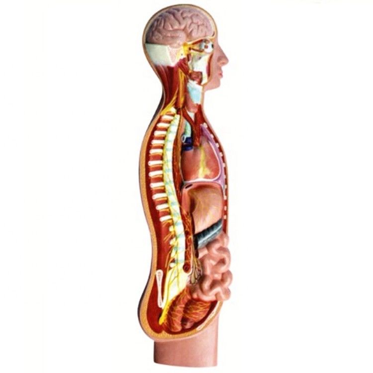 Modelo de anatomía de la médula espinal del nervio parasimpático autónomo humano Ayuda docente avanzada de PVC