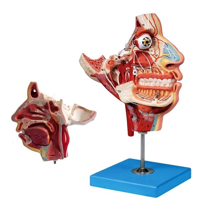 Modelo de anatomía de la cabeza y la cara de tamaño de vida humana para la demostración de atención a los pacientes