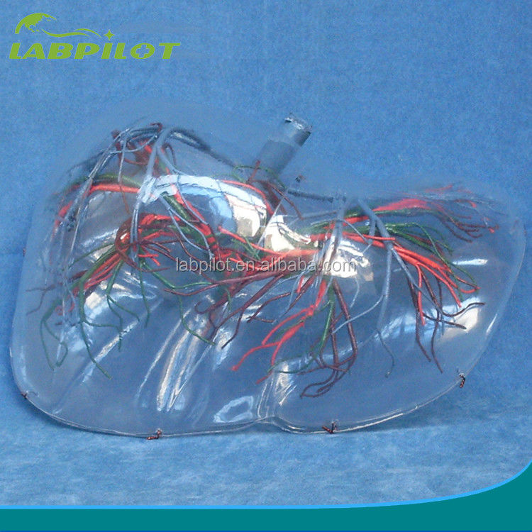 Modelo anatómico del hígado humano tipo transparente Modelo 3D del hígado para la educación médica