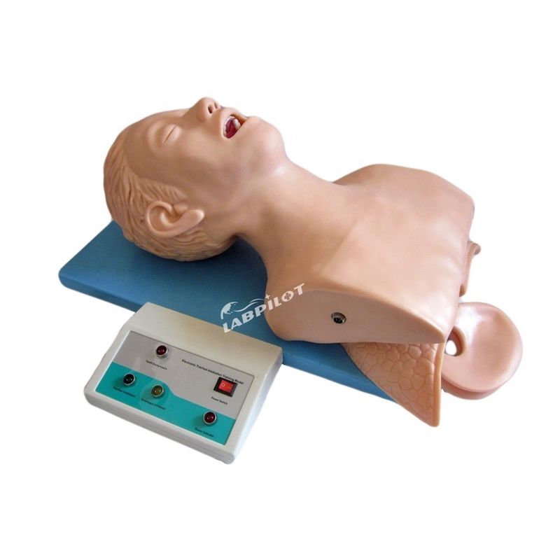 Modelo de cabeza de intubación de la tráquea adulta de tamaño humano con anatomía pulmonar y estomacal de las vías respiratorias