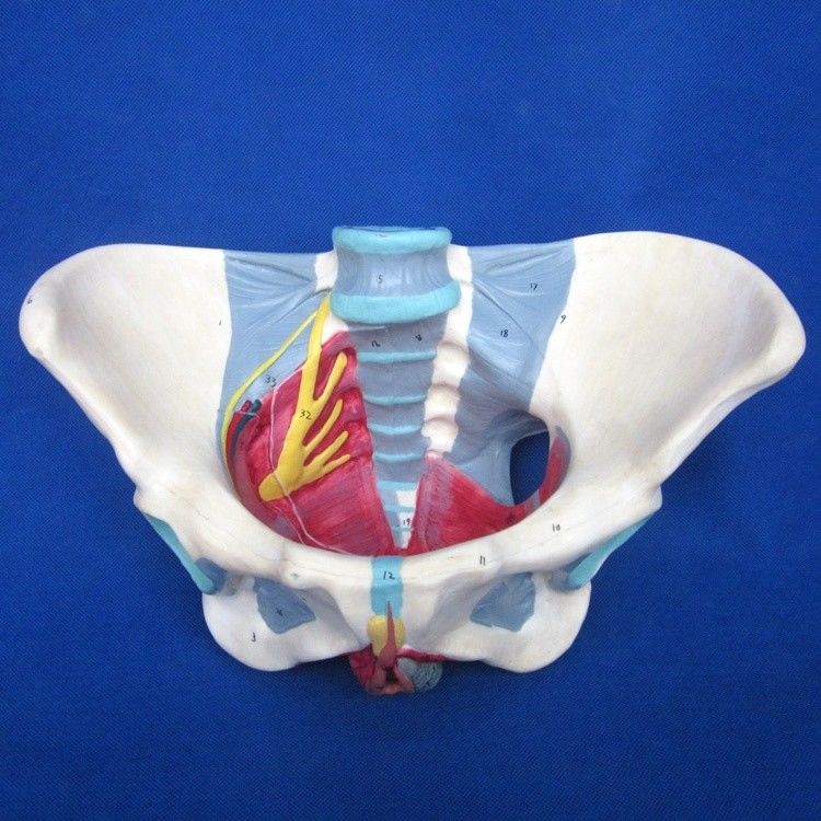 Modelo del sistema reproductivo humano Pelvis avanzada con músculos del suelo pélvico y perineo