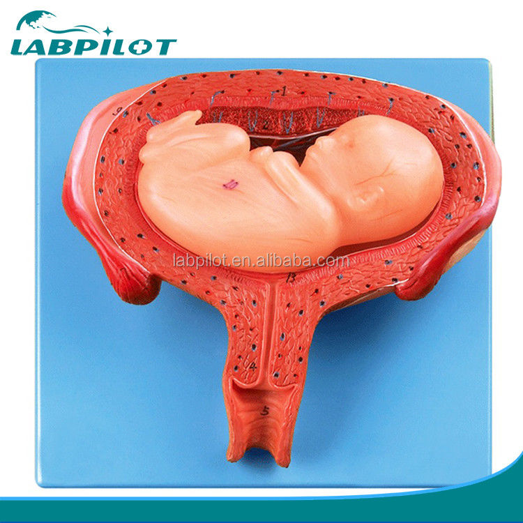 Modelo de embrión humano de sexto mes de PVC avanzado para un proceso de desarrollo fetal realista