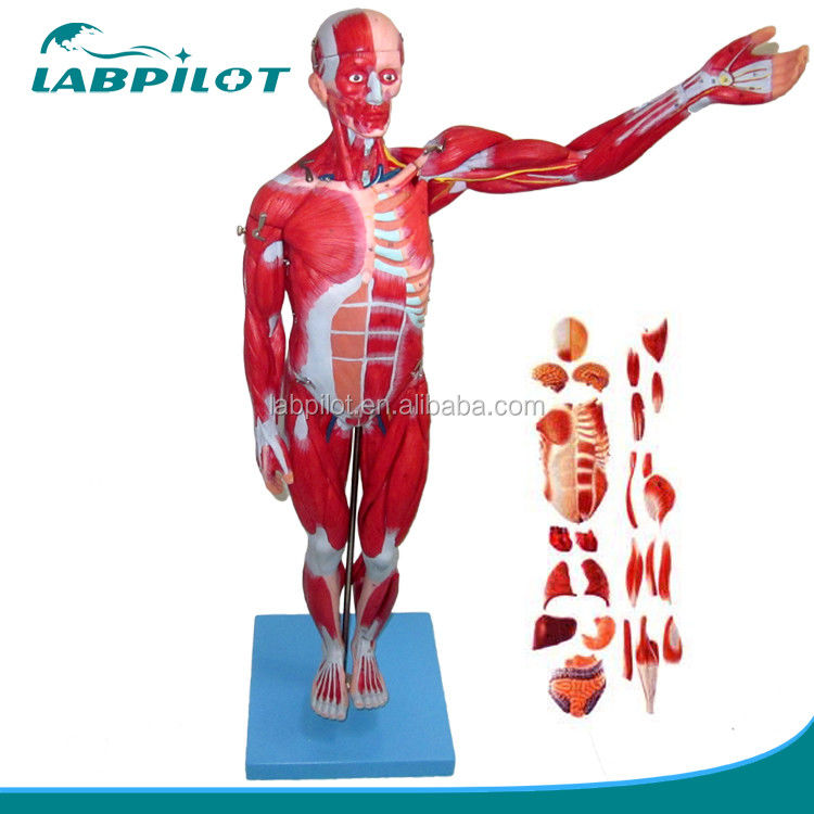 Modelo anatómico 27 partes Musculos de cuerpo completo con órganos internos 78cm Modelo de anatomía