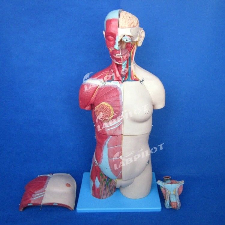 Ventaja de 333 posiciones numeradas Modelo de anatomía humana del torso con músculos y órganos