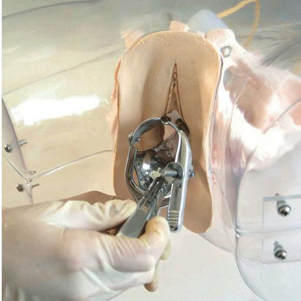 Modelo de Obstetricia-Ginecología Simulador de curetaje uterino transparente para la escuela de enfermería