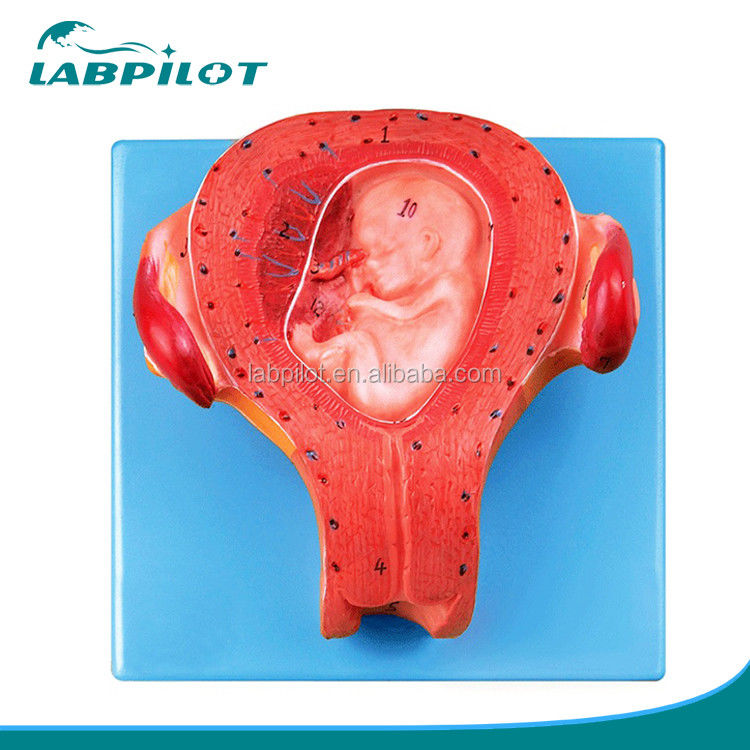 Artículo avanzado de PVC Modelo de embrión embarazada Tercer mes Útero con cordón umbilical Modelo