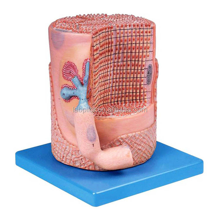 Ciencias médicas avanzadas de PVC Modelo anatómico Fibras musculares esqueléticas Núcleo de la célula muscular Modelo 3D
