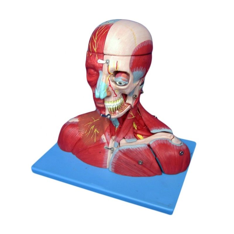 Estudio médico Avanzado PVC Cabeza humana Músculos Nervios y cerebro Modelo anatómico del torso