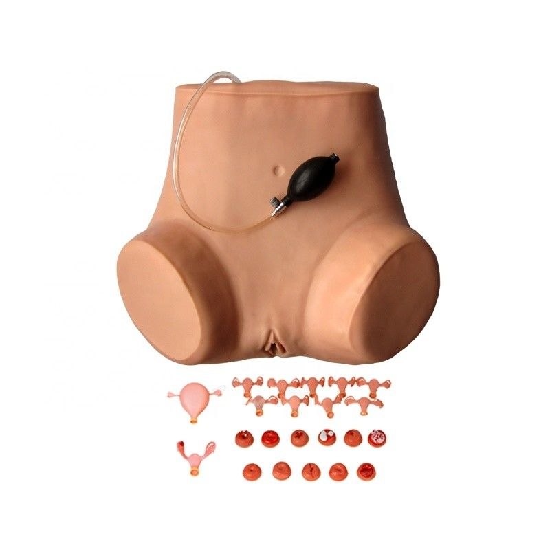 Examen de la pelvis y la vagina de tamaño humano maniquí para pacientes demostración de atención