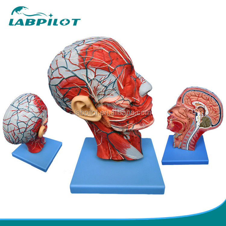 Modelo de mitad de cabeza y cerebro de dos lados para hospitales que muestra la sección sagital mediana de la cabeza