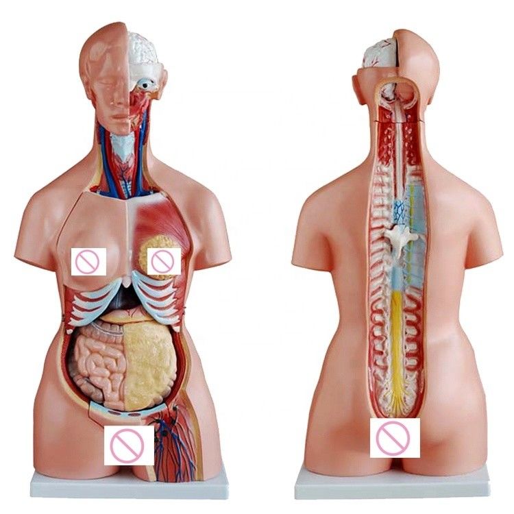 Modelo de órganos del cerebro pulmón y corazón para la enseñanza del tamaño de la vida humana
