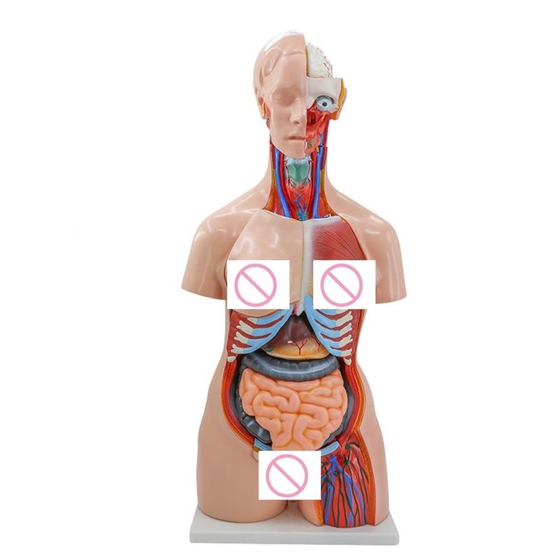 40 Partes Cerebro Corazón Pulmón Estómago Riñón Modelo para la enseñanza de anatomía médica en hospitales