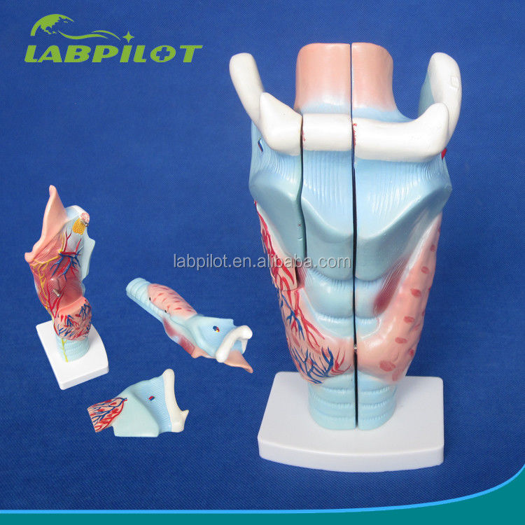 Modelo de laringe y glándula tiroides de 3 partes esencial para estudiar el sistema respiratorio humano