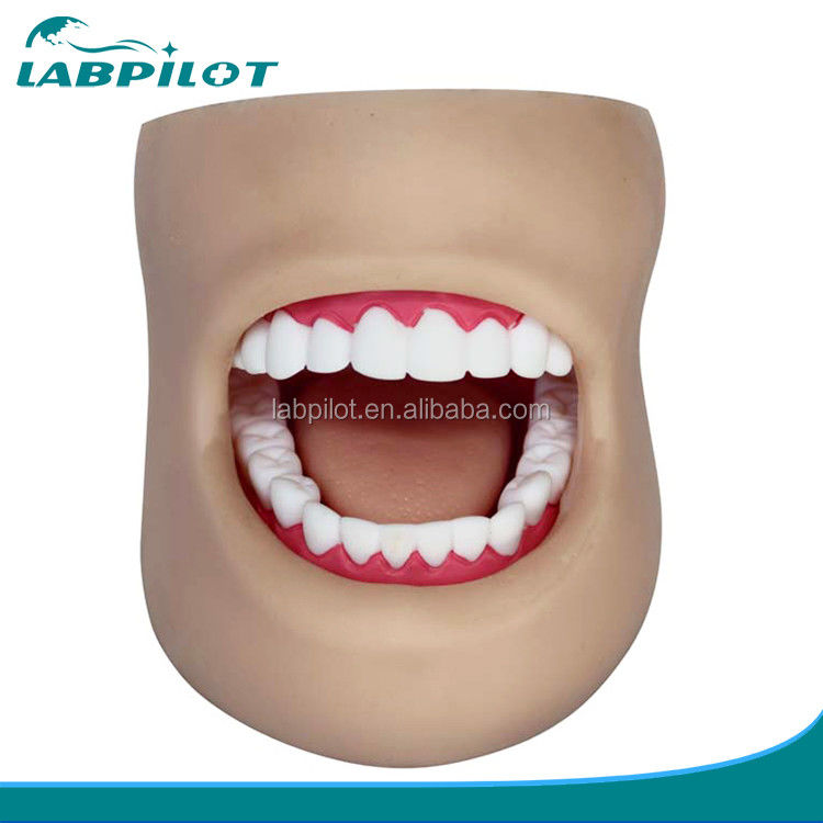 Modelo de cuidado dental de plástico de tamaño humano con cara y lengua