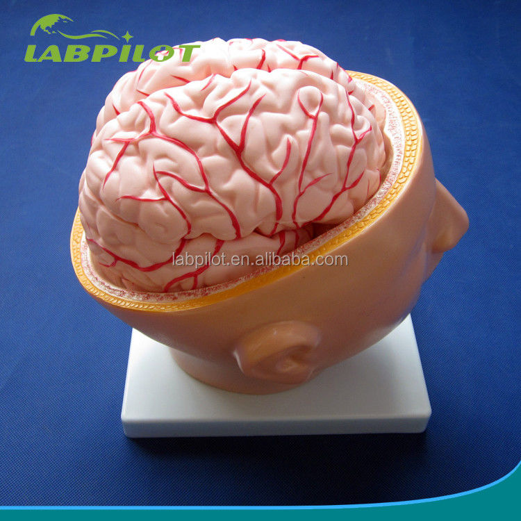 La escuela de biología exhibe un modelo del cerebro tamaño de la vida humana con arterias y cabeza PVC avanzado