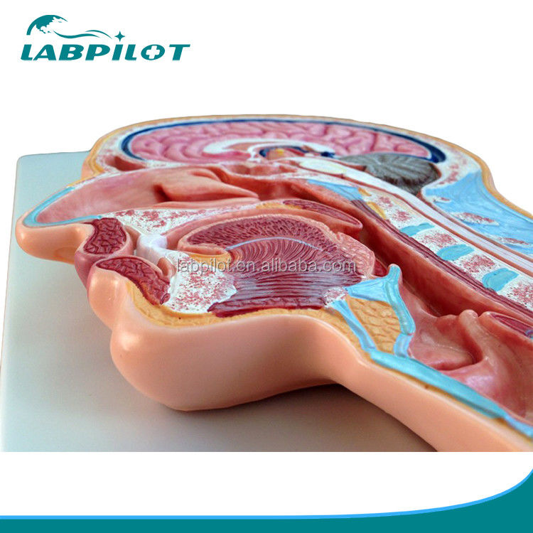 Categorías Modelo de anatomía del sistema nervioso Modelo de cabeza y cerebro seccionados medianos para hospitales