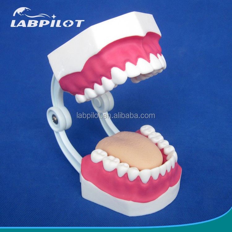 Modelo Dental de Tamaño de Vida Humana 28 Dientes Modelo de cepillado dental para la enseñanza del jardín de infantes