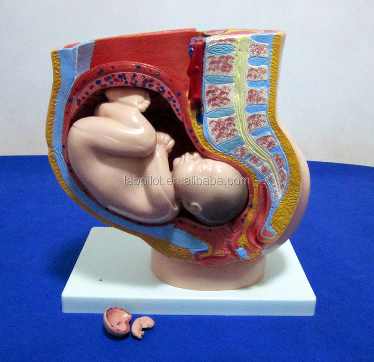 Modelo de Ciencias Médicas Pelvis Femenino Feto Útero y embrión en la semana 40 de embarazo