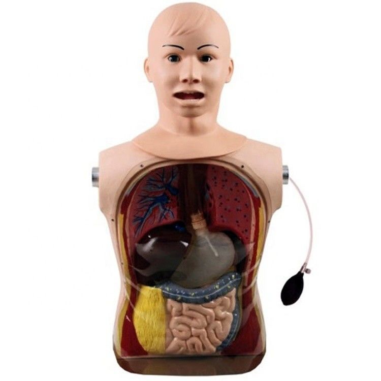 Innovador tubo nasal gástrico y traquea habilidades maniquí de enfermería con características realistas