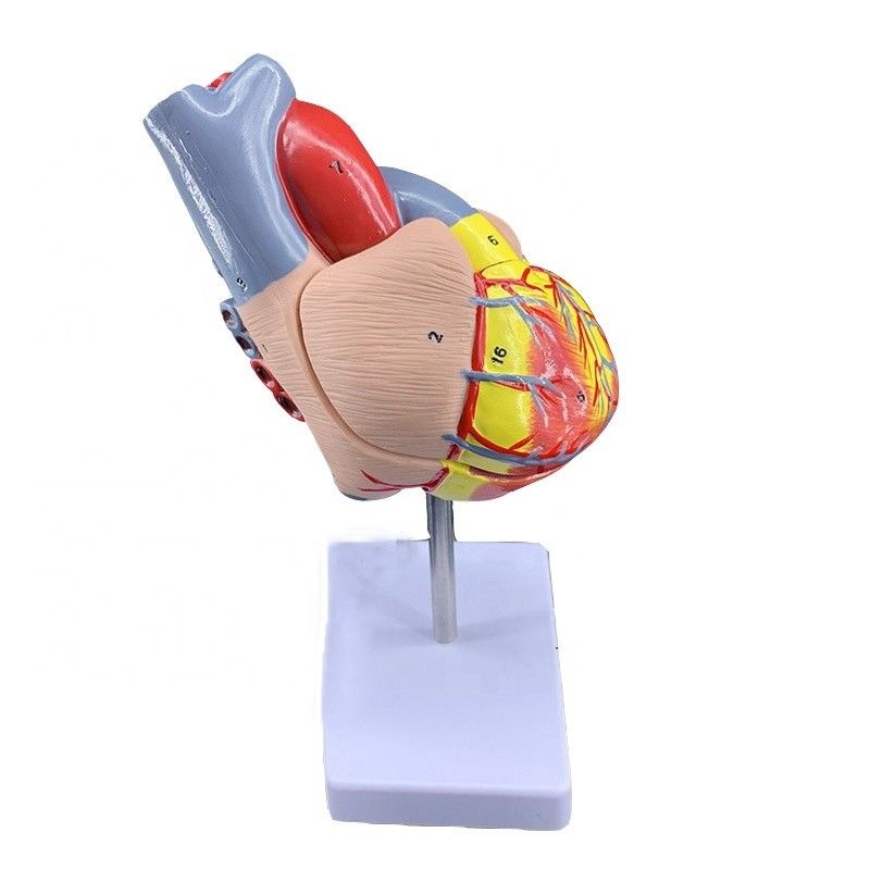 Tamaño de vida 2 partes Anatomía médica Partes del cuerpo humano Modelo de corazón para demostración