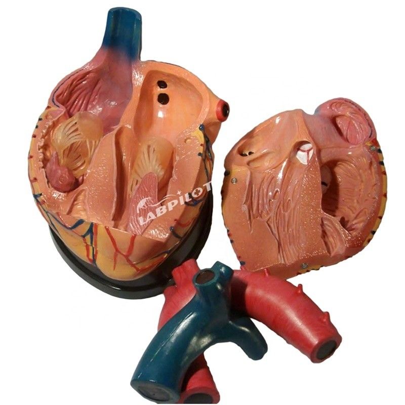 La mejor opción de los hospitales es el modelo 3D de anatomía del corazón humano para un aprendizaje detallado y preciso
