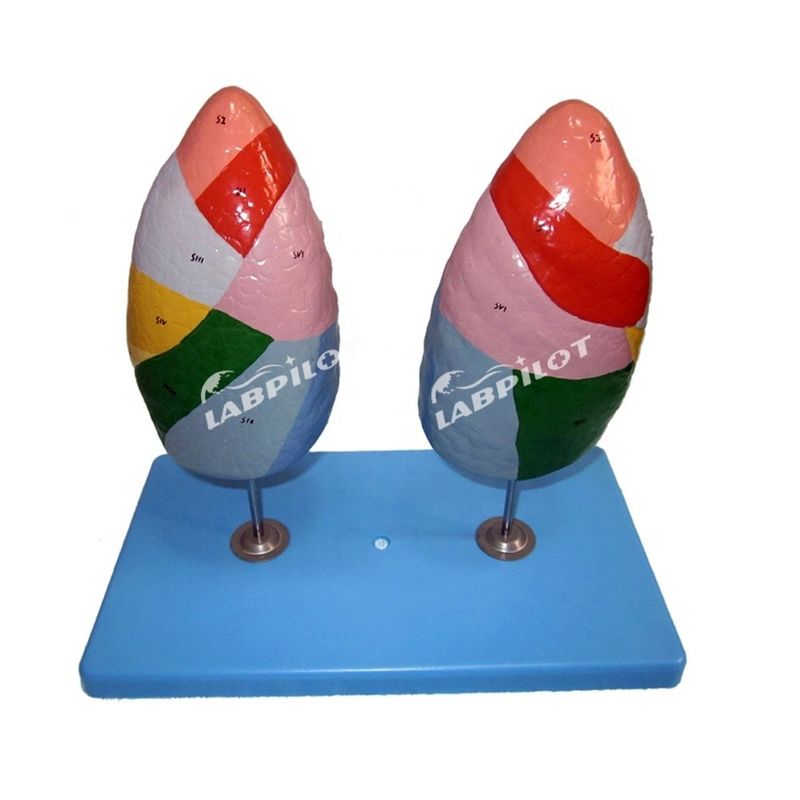 Segmentos broncopulmonares del pulmón Modelo de vida humana Tamaño para escuelas y enseñanza médica